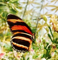 Festival des jardins