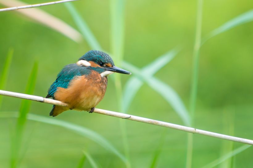Sortie nature : Les oiseaux au fil des saisons
