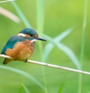 Sortie nature : Les oiseaux au fil des saisons