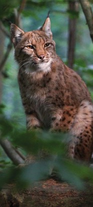 Le Lynx boréal