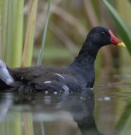 Sortie nature : Comptage des oiseaux d'eau hivernants