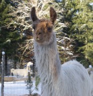 Vacances D'Hiver à Lama Loisir
