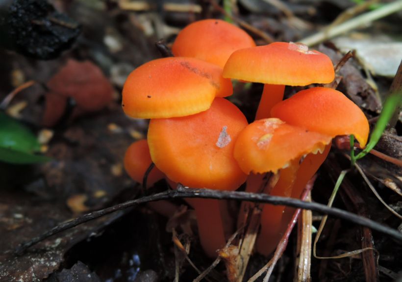 atelier : à la rencontre des champignons
