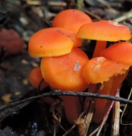atelier : à la rencontre des champignons