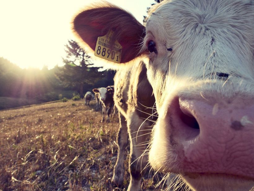 Visite de la ferme