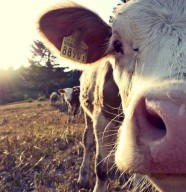 Visite de la ferme
