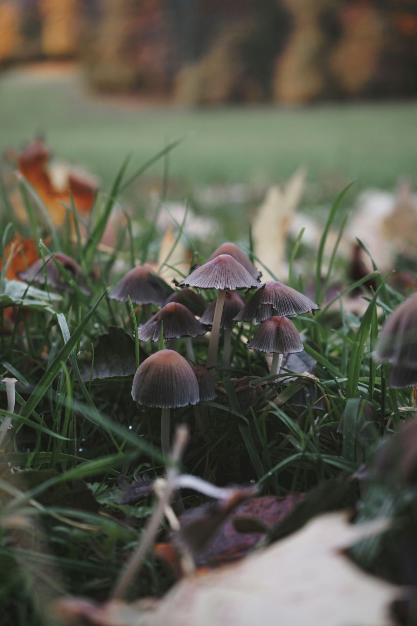sortie nature : Les champignons, des goûts et des couleurs