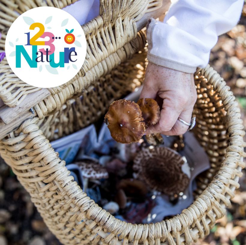 Sortie nature : Champignons forestiers