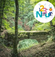 Stage photo En forêt