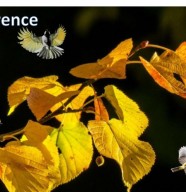 Conférence : Plantes et Sorcellerie