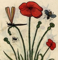 1 heure / 1 livre : Un étonnant recueil de gravures du XVIe siècle