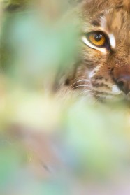 Bicentenaire de la photographie