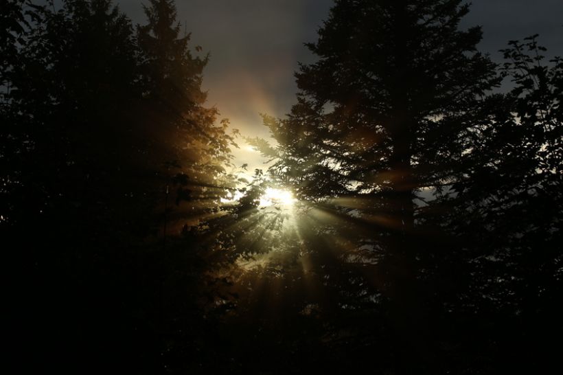Forêt