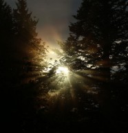 Forêt