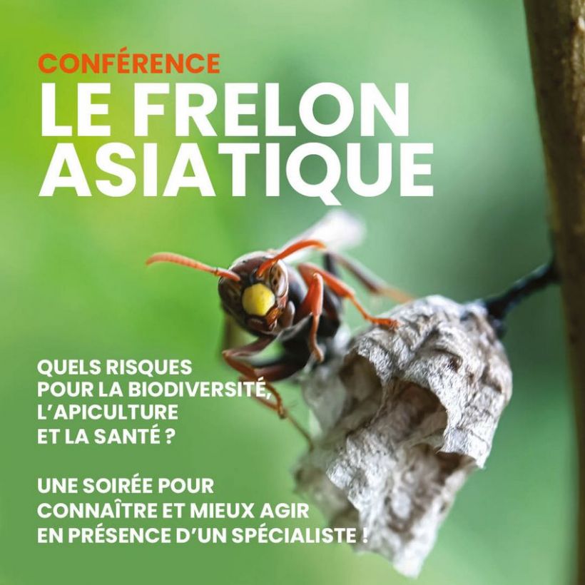 Conférence sur le frelon asiatique