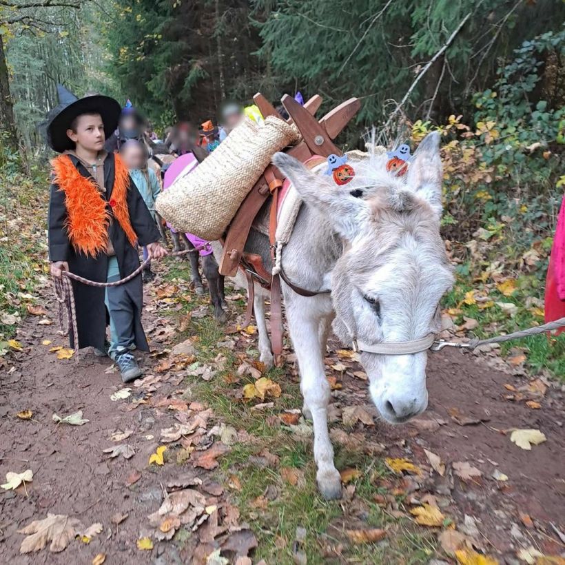 Halloween avec les ânes