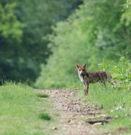 Promenade sur les traces et indices de la faune sauvage