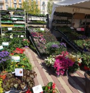 Belflorissimo