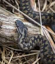 Conférence : Serpents, entre mythes et réalités