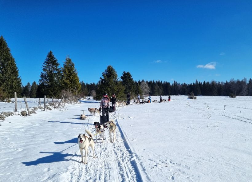 Balade nocturne chiens de traineaux et repas