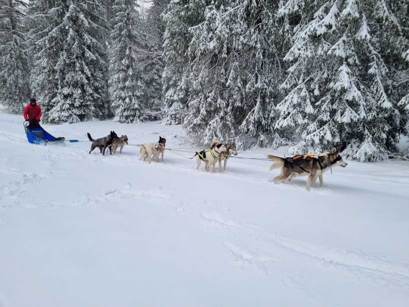 Balade nocturne chiens de traineaux et repas