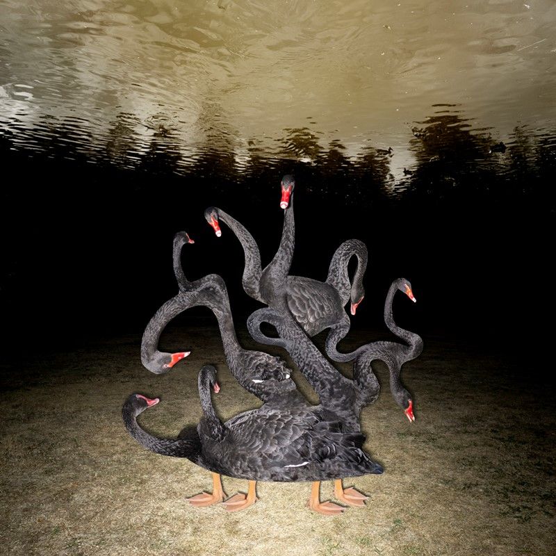 Robin Lopvet "Là d'où je viens"