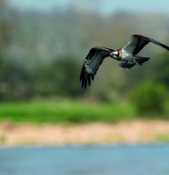 Le balbuzard pêcheur