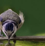 atelier : abreuvoir à oiseaux