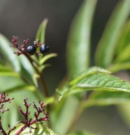 atelier : Planter une haie diversifié