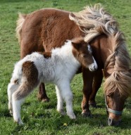 Stage poney avec goûter