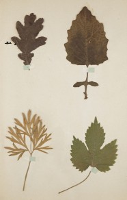 Atelier : Réaliser son herbier