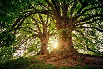 Animations nature
