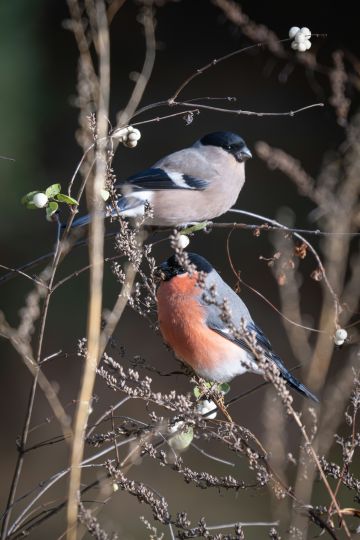sortie nature : Oiseaux hivernants