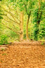 Forêt de Chailluz