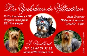 Les Yorkshires de Villardières