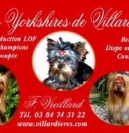 Les Yorkshires de Villardières