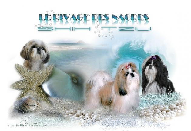 Le Rivage des Nacres / Shih Tzu