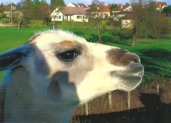 Les Lamas d'Anny