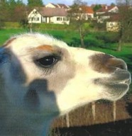 Les Lamas d'Anny