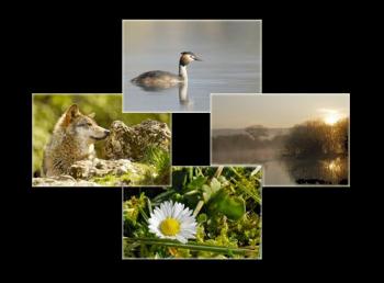 Association des Rencontres Imagesnature