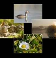Association des Rencontres Imagesnature