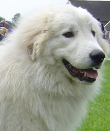 Association Dog & Cie