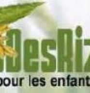 Fleurs des Rizières