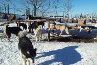 Nanook - Parc des chiens esquimaux