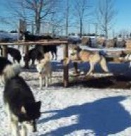 Nanook - Parc des chiens esquimaux
