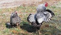 Ferme des 20 lacs