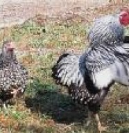 Ferme des 20 lacs