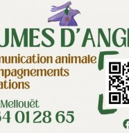 Plumes d'Anges