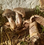 Société Mycologique Jurassienne