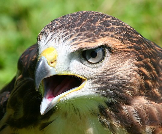 JURAFAUNE - Parc animalier et botanique JURAFAUNE - Parc animalier et botanique